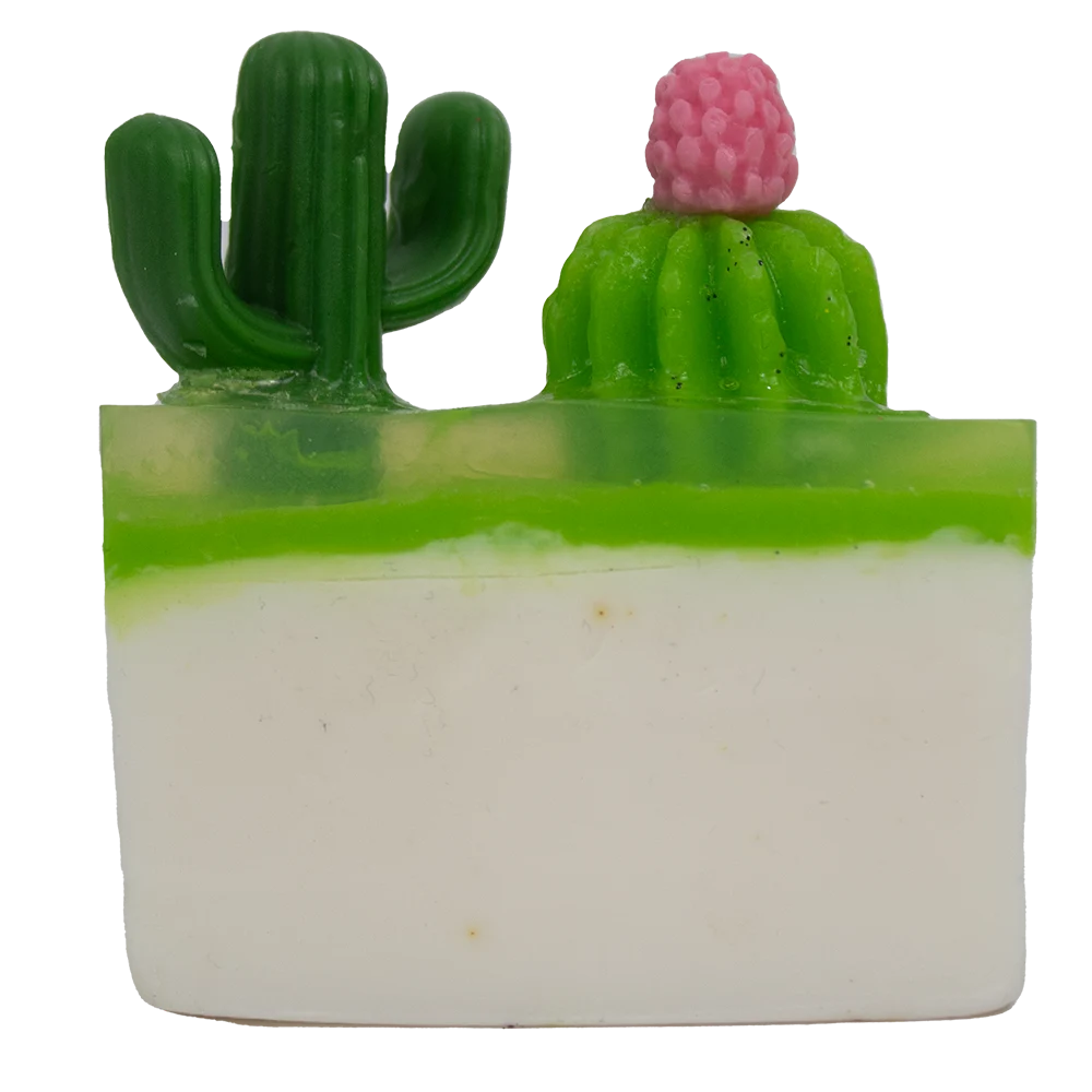 Set Cactus & Suculentas