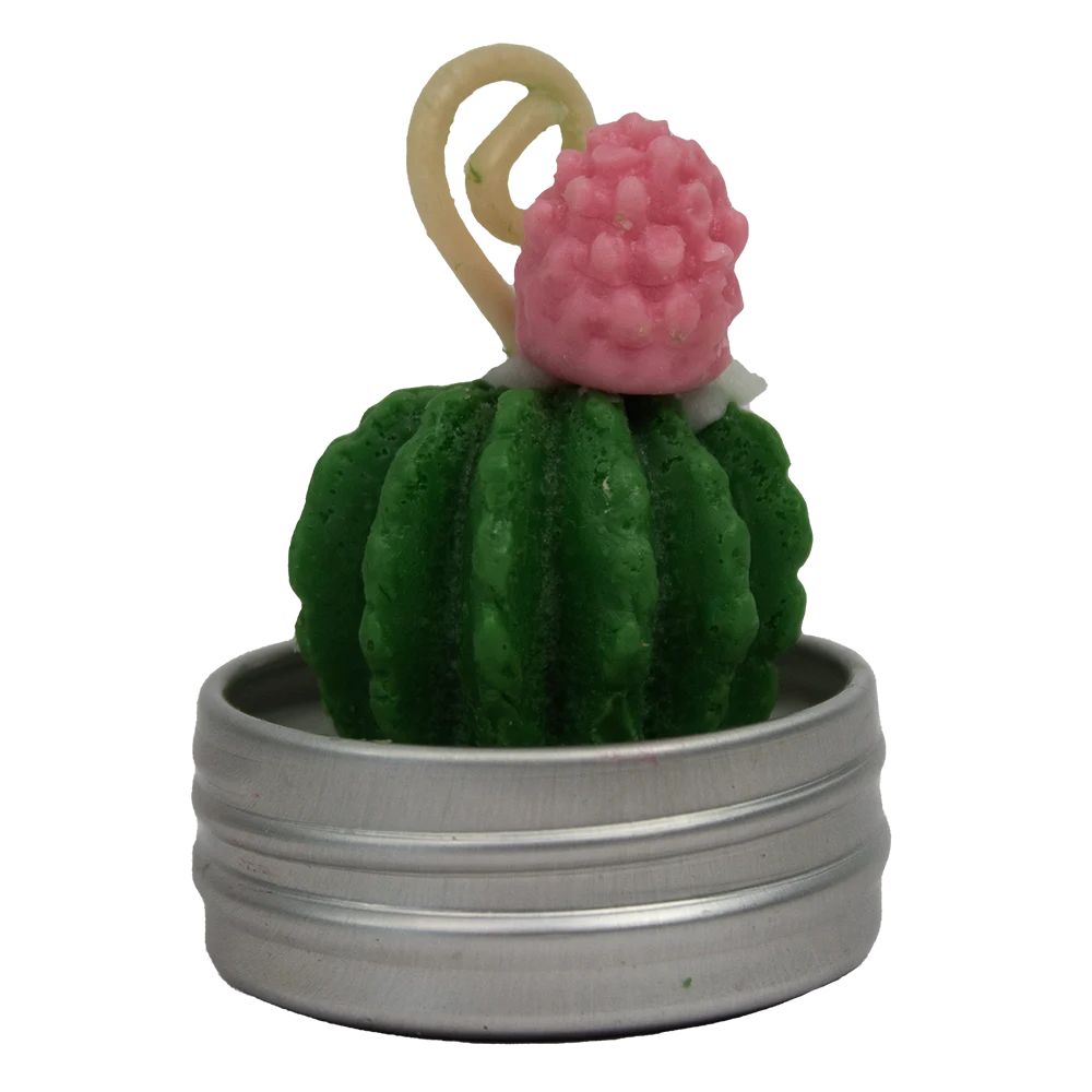 Set Cactus & Suculentas