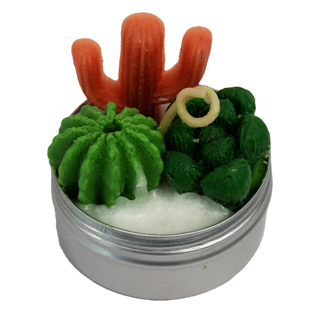 Set Cactus & Suculentas